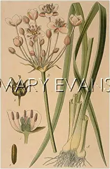 Gladiolus: BUTOMUS UMBELLATUS