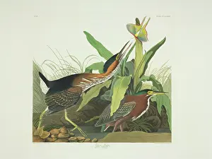 Virescens: Butorides virescens, green heron