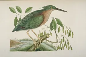 Pelecaniformes: Butorides virescens, green heron