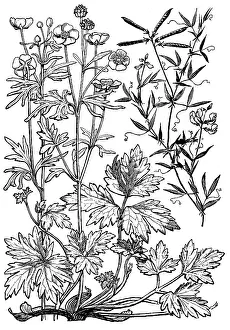 Lilley: Buttercup, etc