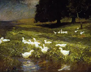 Bertram: Buttercup Bloom ' ducks