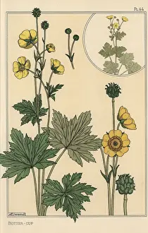 Grasset: Buttercup botanical study