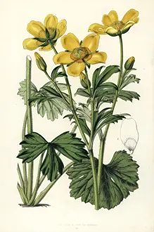 Ranunculus: Buttercup, Ranunculus spicatus