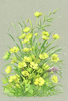 Buttercups: Buttercups