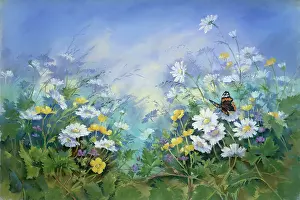 Buttercups: Buttercups, Daisies, Herb Robert, Butterfly
