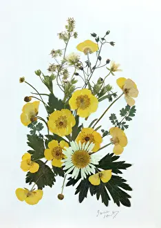 Buttercup: Buttercups and Daisy