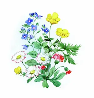 Buttercups: Buttercups, eyebright and daisies