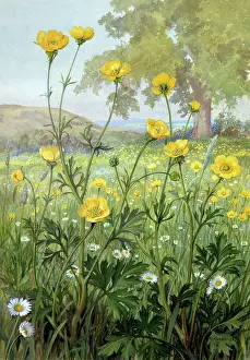 Buttercup: Buttercups ? in a meadow with daisies etc