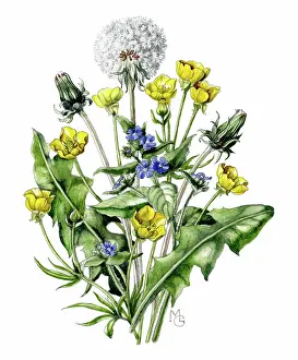 Buttercups: Buttercups, veronica and dandelion