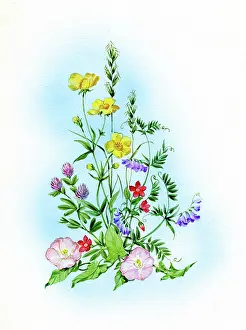 Convolvulus: Buttercups, vetch, pimpernel and convolvulus