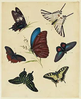 Bodycolour: Butterflies