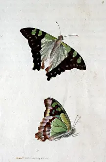 Ornithological: Two butterflies