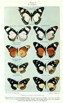 Multicoloured: Butterflies