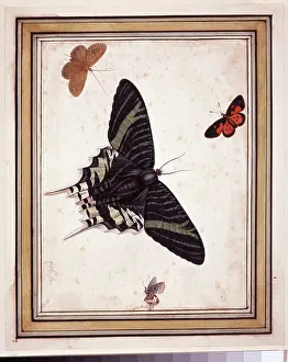 Pupa: Butterflies