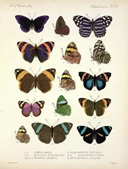 Osbert: Butterflies