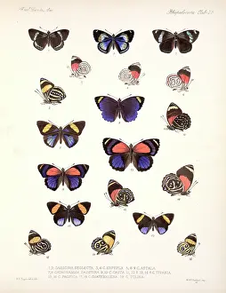 Osbert: Butterflies