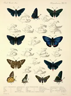 Osbert: Butterflies