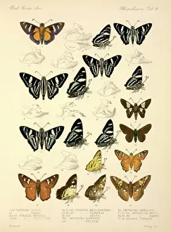 Osbert: Butterflies