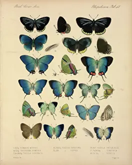 Lepidopteran: Butterflies