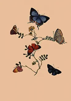 Donovan: Six Butterflies