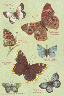Anthropods: Butterflies