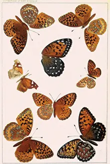 Hubbard: Butterflies