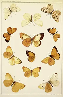 Arthropods: Butterflies