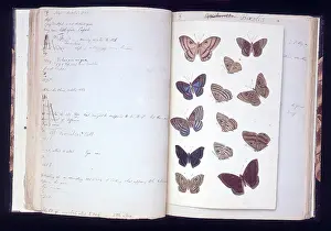 1825 1892: Butterflies from the Amazon by H.W. Bates