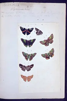 1825 1892: Butterflies from the Amazon by H.W. Bates
