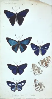 1825 1892: Butterflies from the Amazon by H.W. Bates
