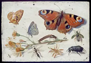 Ragwort: Three Butterflies, a Beetle and other Insects