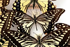 Vivid: Butterflies on display