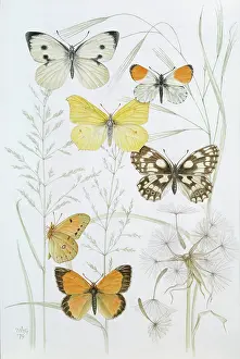 Brimstone: Butterflies of the Hedgerows