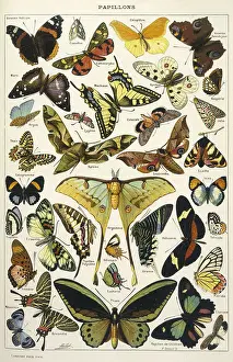 Larousse: Butterflies in Larousse