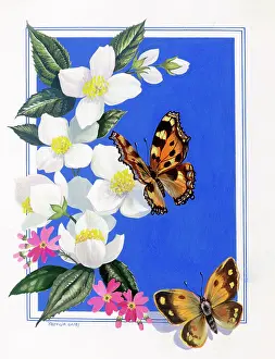 Caley: Butterflies on mock-orange blossom