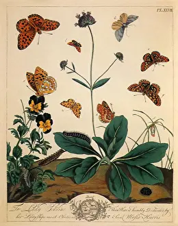 Speckled: Butterflies and Moths