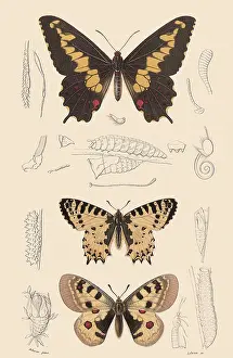 Argentinian: Butterflies and Moths