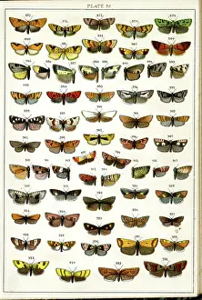 Entomology: Butterflies and Moths, Plate 32, Tortrices