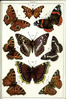 Markings: Butterflies and Moths, Plate 4, Papiliones, Nymphalidae