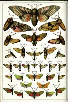 Entomology: Butterflies and Moths, Plate 9, Sphinges, Sphingidae, etc