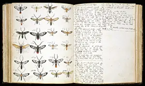 1825 1892: Butterflies painted by H. W. Bates