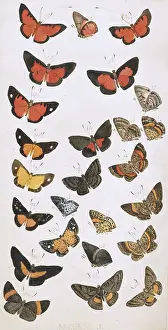 Amazonian: Butterflies painted by H. W. Bates