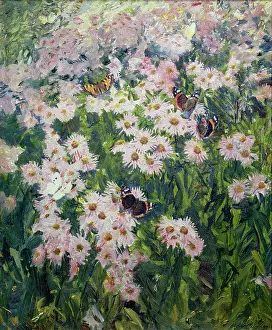 Tortoiseshell: Butterflies on Pink Michaelmas Daisies