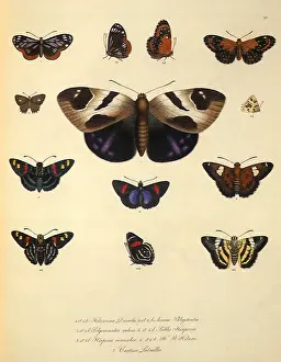 Classification: Butterflies, Skippers, Moth