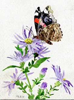 Tringham: Butterfly