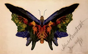 Anthropods: Butterfly