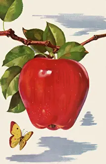 Hovers: Butterfly and Apple