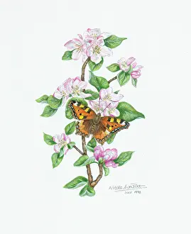 Tortoiseshell: Butterfly on Apple Blossom