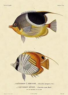 Graced: Butterfly Fish