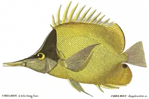 Stretched: Butterfly Fish